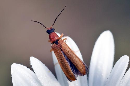 Réf. 217 711 : Denticollis linearis